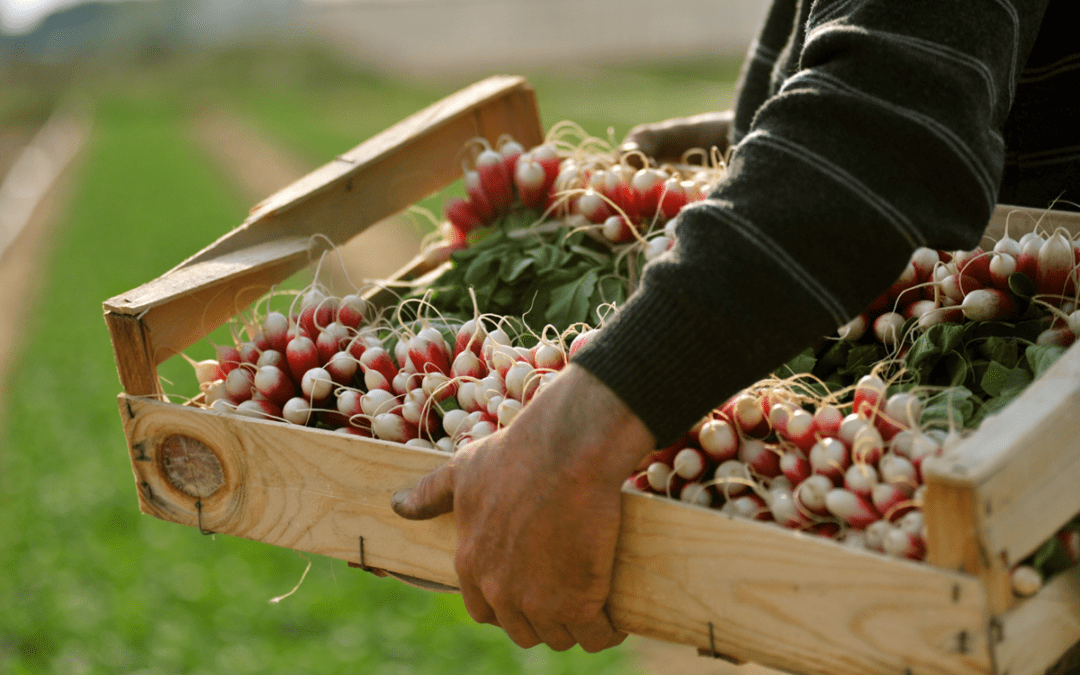 Socialistics Cares: Charity Highlight – Northwest Harvest